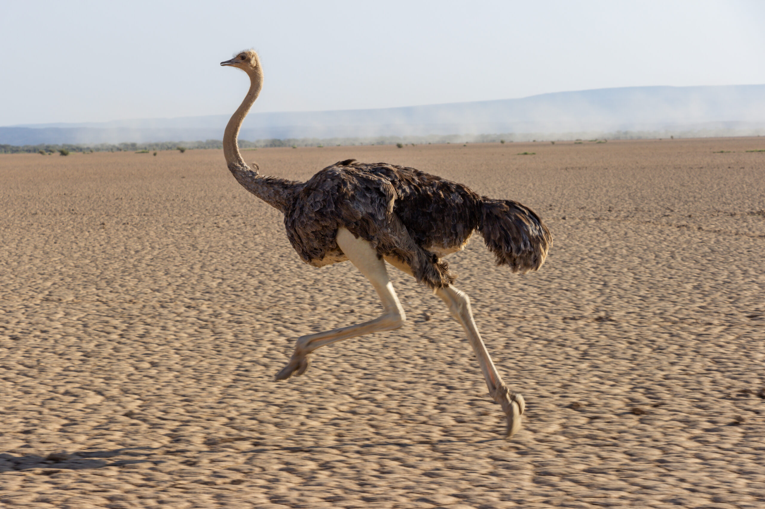 Beauty of wildlife by Camille Massida Photography